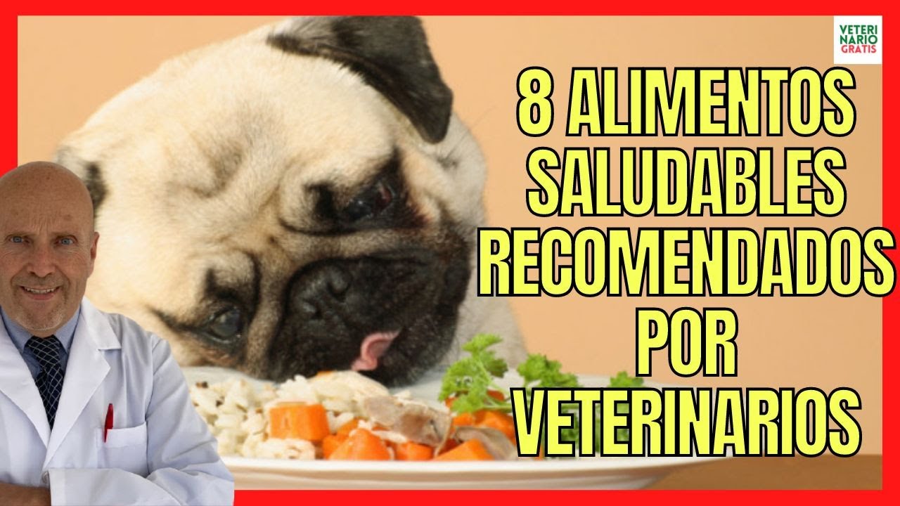 💘 8 ALIMENTOS PARA PERROS SALUDABLES Y RECOMENDADOS POR VETERINARIOS 💘