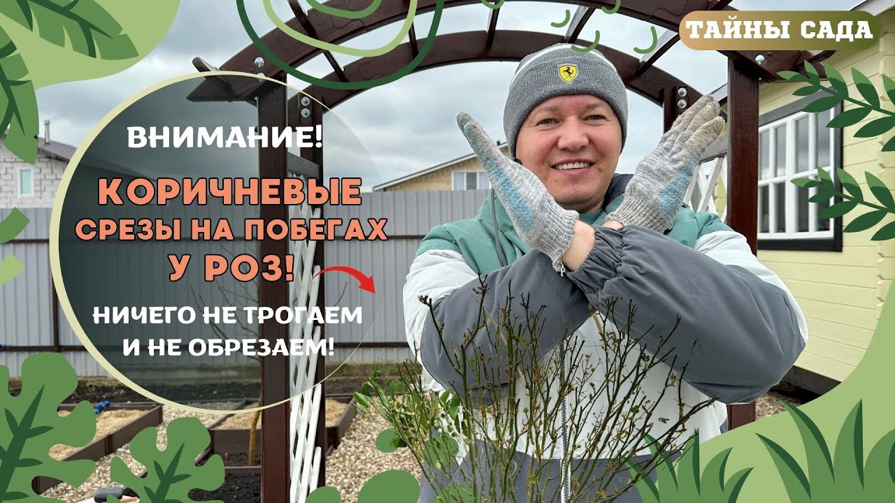 ВНИМАНИЕ! КОРИЧНЕВЫЕ СРЕЗЫ НА ПОБЕГАХ У РОЗ. НИЧЕГО НЕ ТРОГАЕМ И НЕ ОБРЕЗАЕМ! ВСЕМУ СВОЁ ВРЕМЯ!