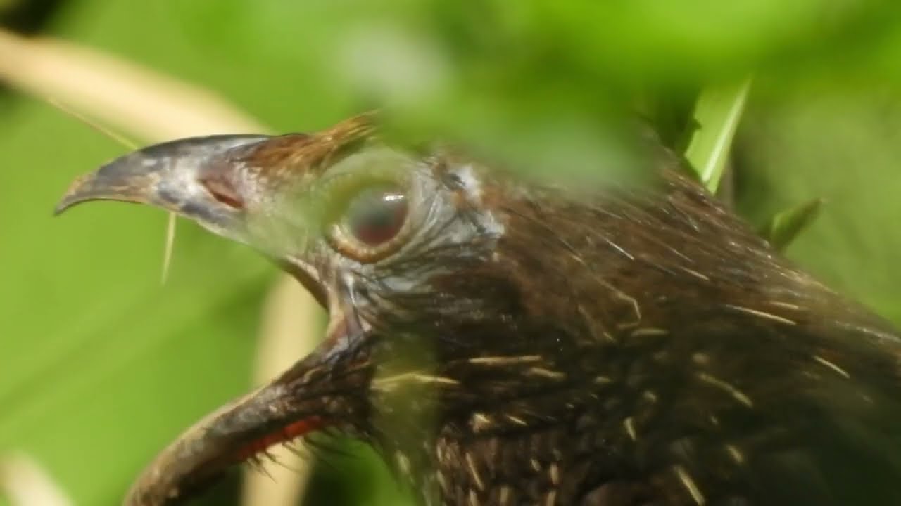 Coucal Pheasants: Outstanding Nature DJ, Different Calls of Coucal Bird