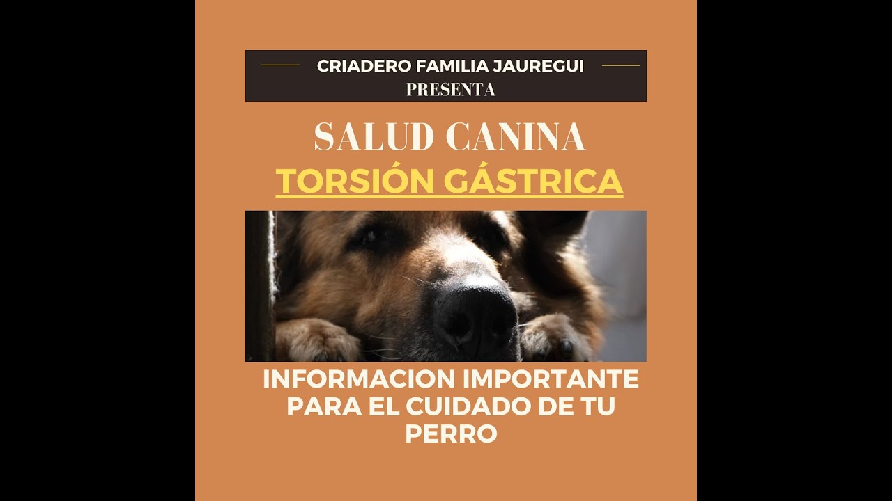 SALUD CANINA: TORSI&Oacute;N G&Aacute;STRICA