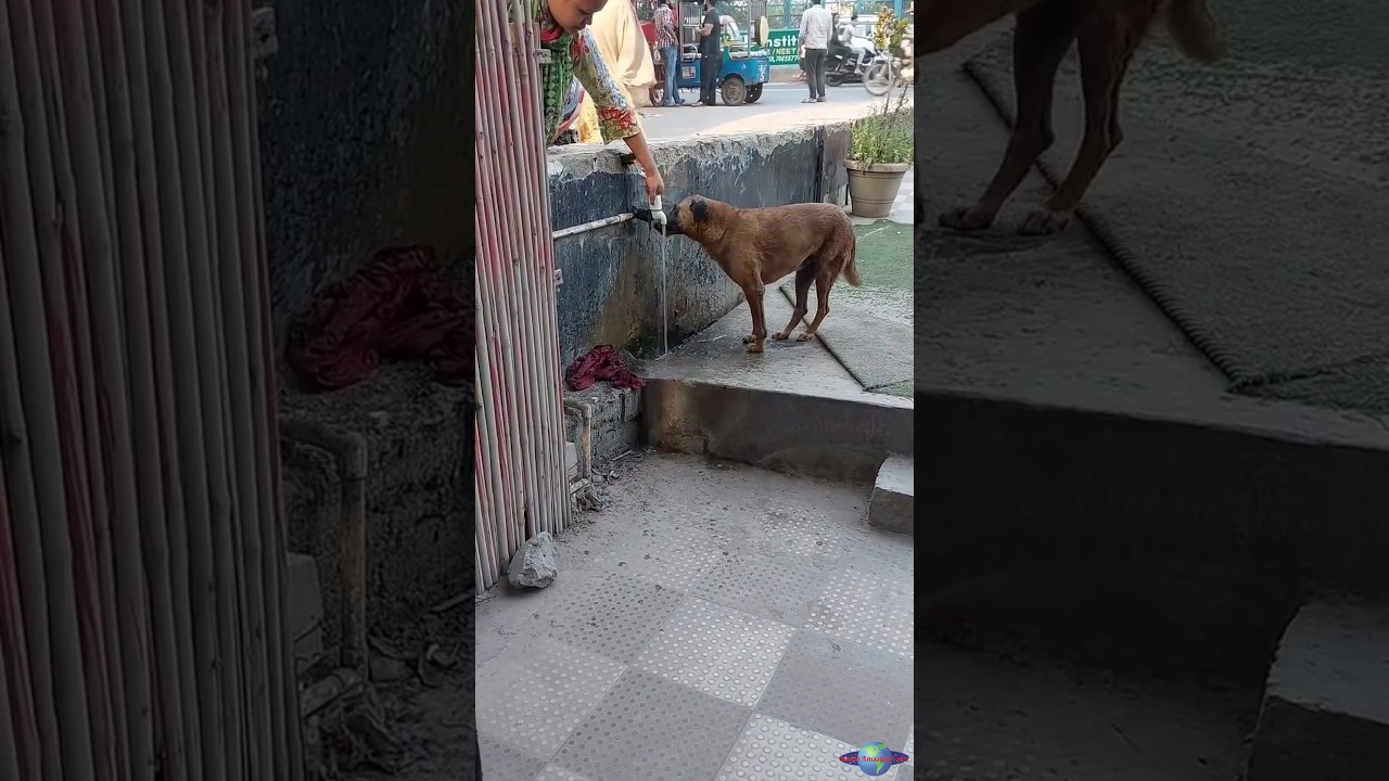 Woman's Kindness to Stray Dog Melts Hearts