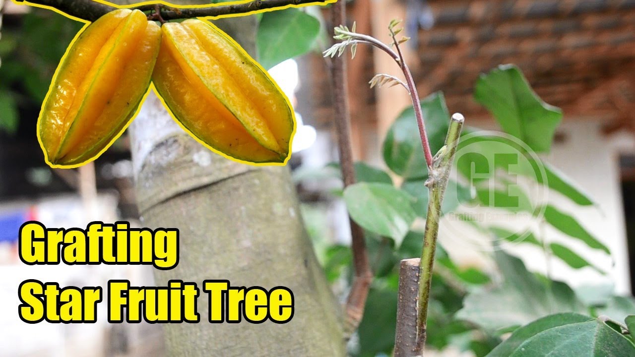 How To Grafting/Air layering Star Fruit Tree With Result