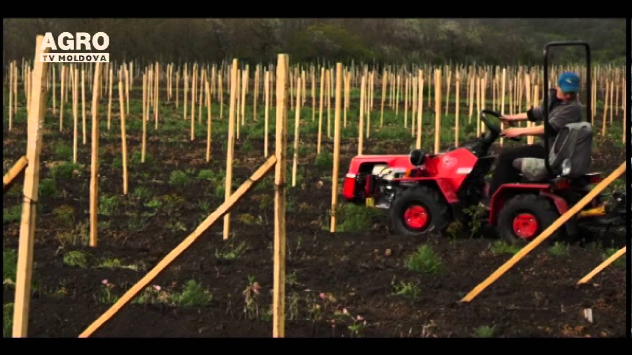 Singurul agricultor care crește facelia