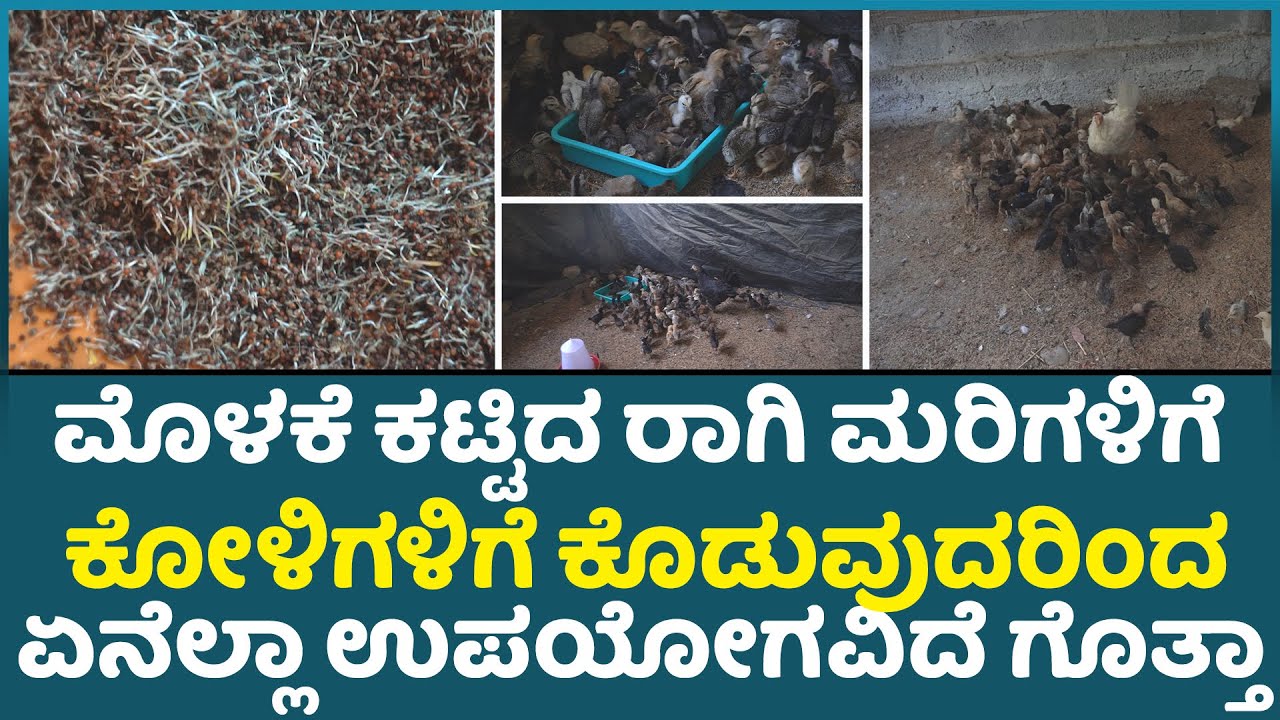 ಹೆವಿ ಪ್ರೋಟೀನ್ ಇರುವ ಮೊಳಕೆ ಕಟ್ಟಿದ ರಾಗಿ ಮರಿಗಳಿಗೆ ಮತ್ತು ಕೋಳಿಗಳಿಗೆ ಕೊಡುವುದರಿಂದ ಏನೆಲ್ಲಾ ಉಪಯೋಗವಿದೆ ಗೊತ್ತಾ