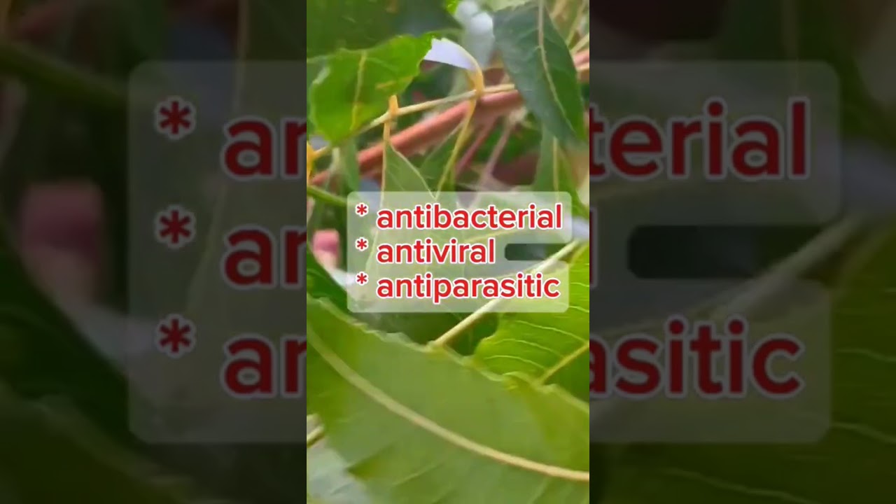 Just 1 herb to treat Coccidiosis | 100% effective #poultryhealth