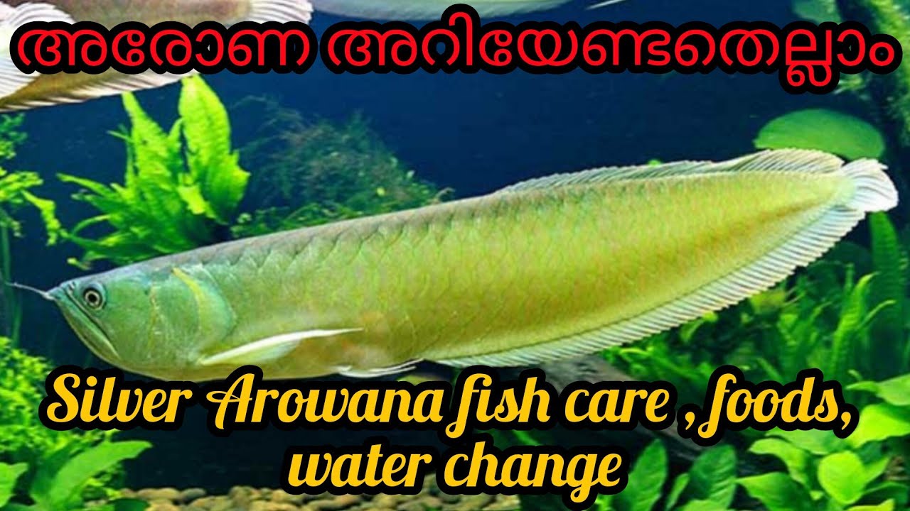 Arowana fish care malayalam || Feeding, tank size #arowana #arowanafish