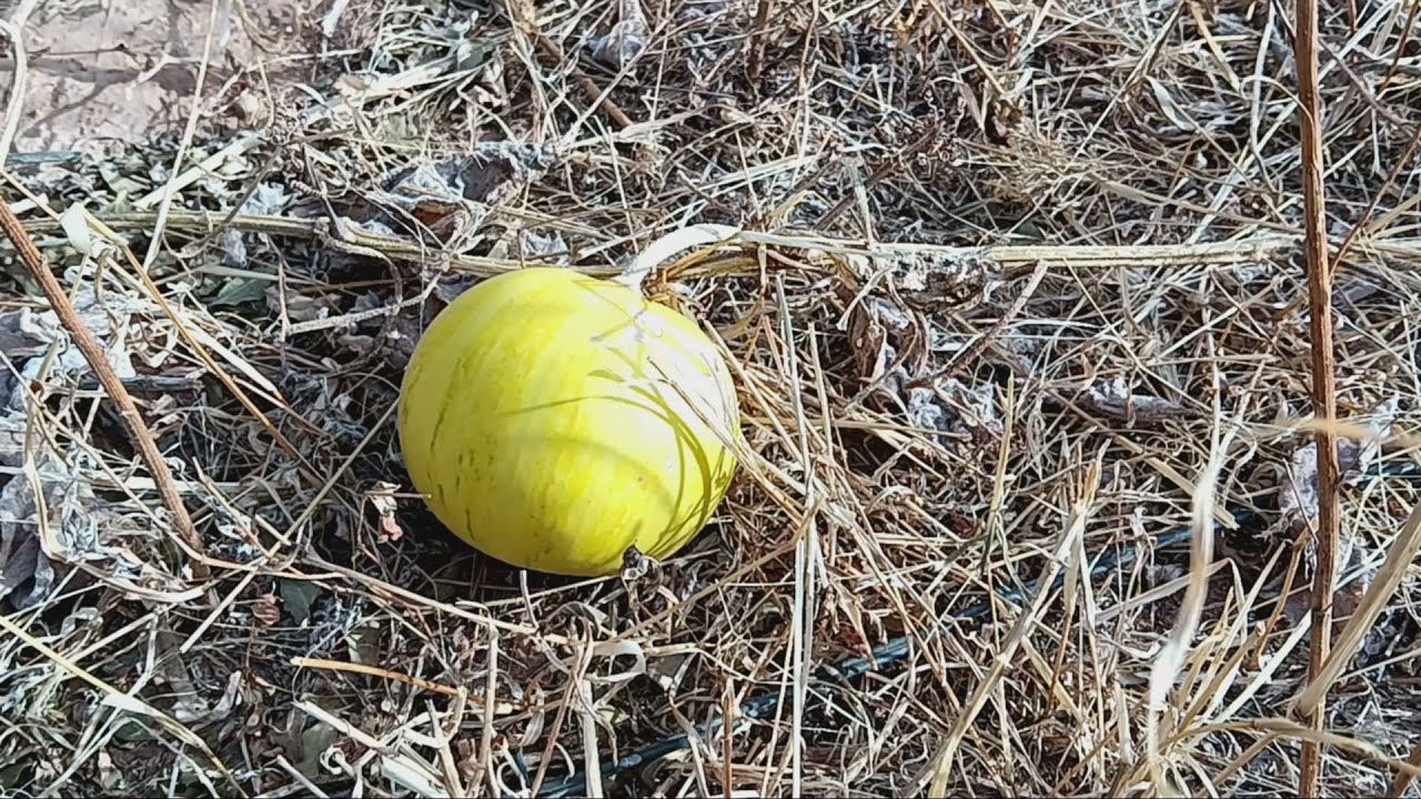 What is this?