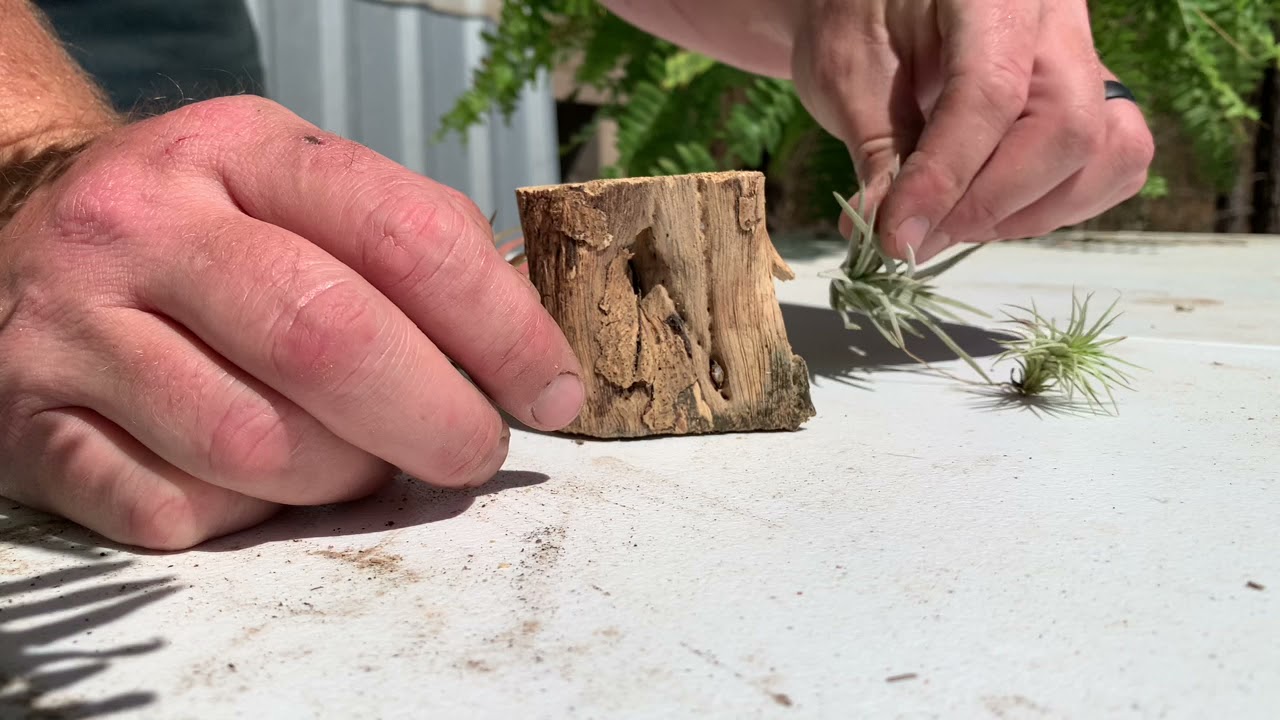 Mounting Tillandsias