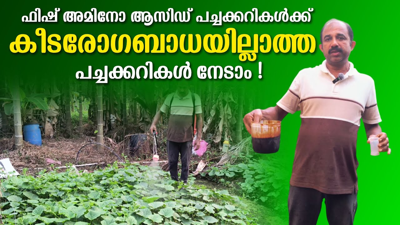 പച്ചക്കറികളിലെ കീടങ്ങളെ ഓടിക്കാം! ഫിഷ് അമിനോ ആസിഡ് ഉണ്ടാക്കുന്ന വിധം | How to Make Fish Amino Acid