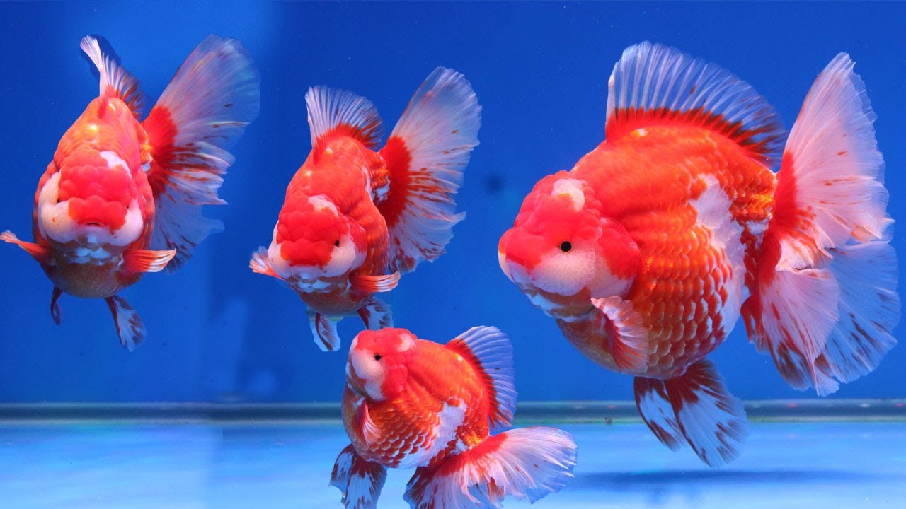 OMG So Beautiful Goldfish  | Best quality goldfish ever
