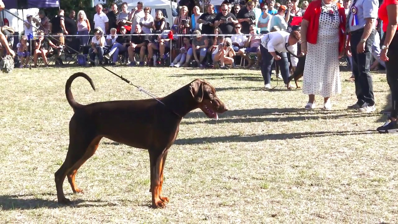 European Doberman World Championship Finals -IDC 2018 Finals