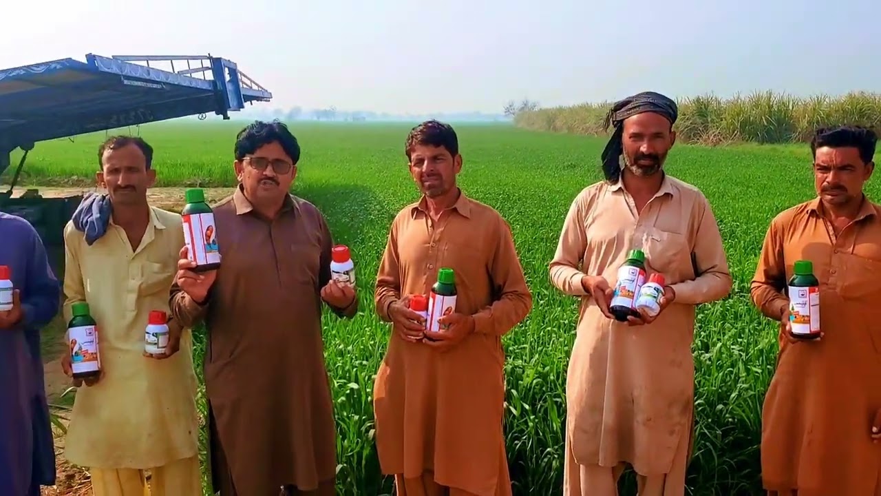 گندم میں ییلو رسٹ کا کامیاب کنٹرول | 5 سال کا آزمودہ سپرے رزلٹ | Kissan Zarat