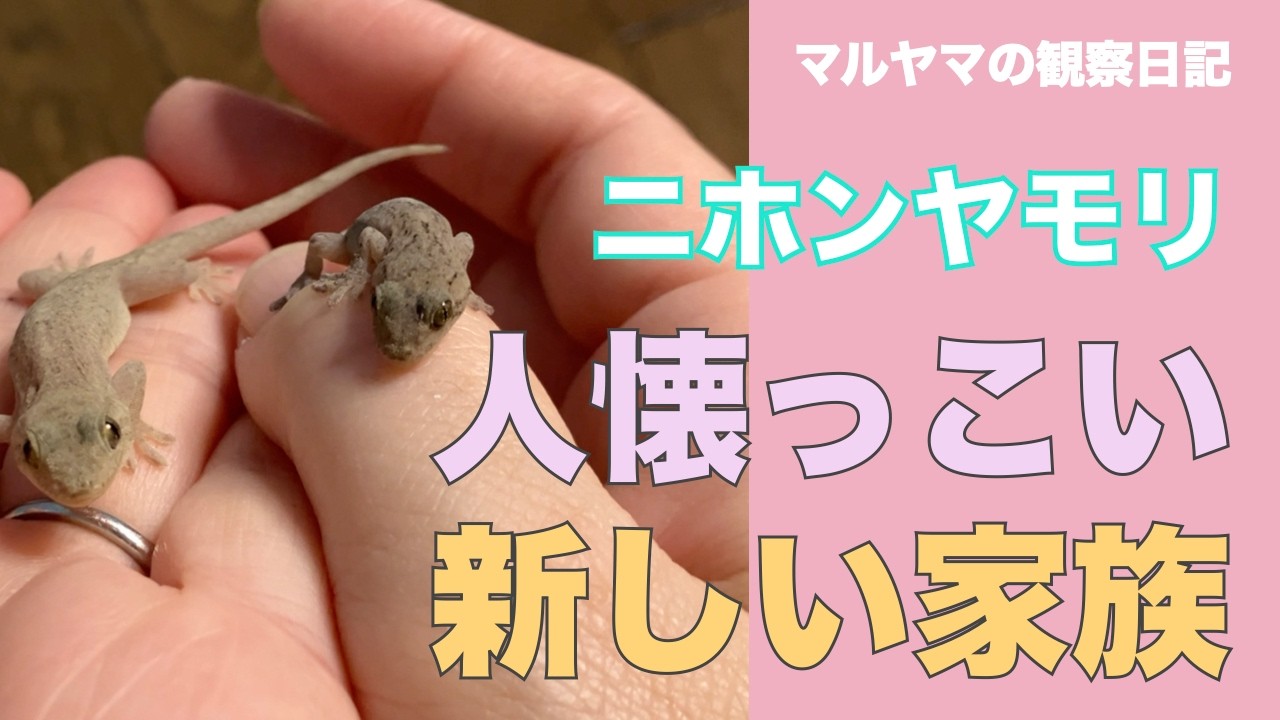 マルヤマの観察日記。ニホンヤモリ。人懐っこい。新しい家族。#ペット #ヤモリ #ニホンヤモリ #癒し #癒される #ヒーリング #可愛い #かわいい #飼育 #爬虫類
