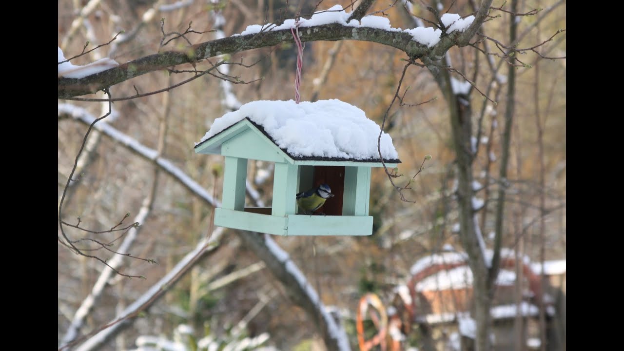 Nourrir les oiseaux en hiver - Faune sauvage du jardin