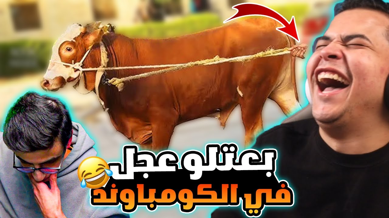 كلام عمرو عن سعدولا ومشكلة عجل العيد صريخ ضحك 😂🔥| عمرو ببجي