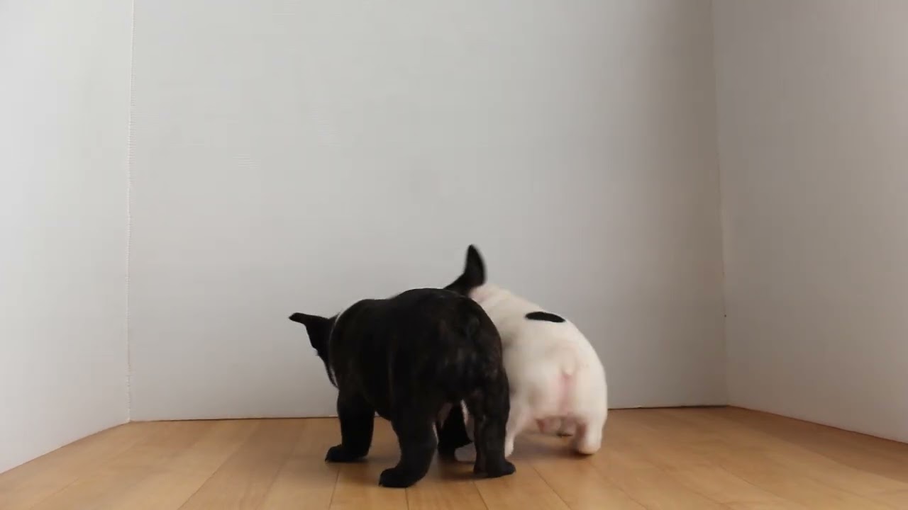 フレンチブルドッグ子犬のご案内（2025/12/15生れ）1月25日の様子　【フレブル専門犬舎スマイルわん】