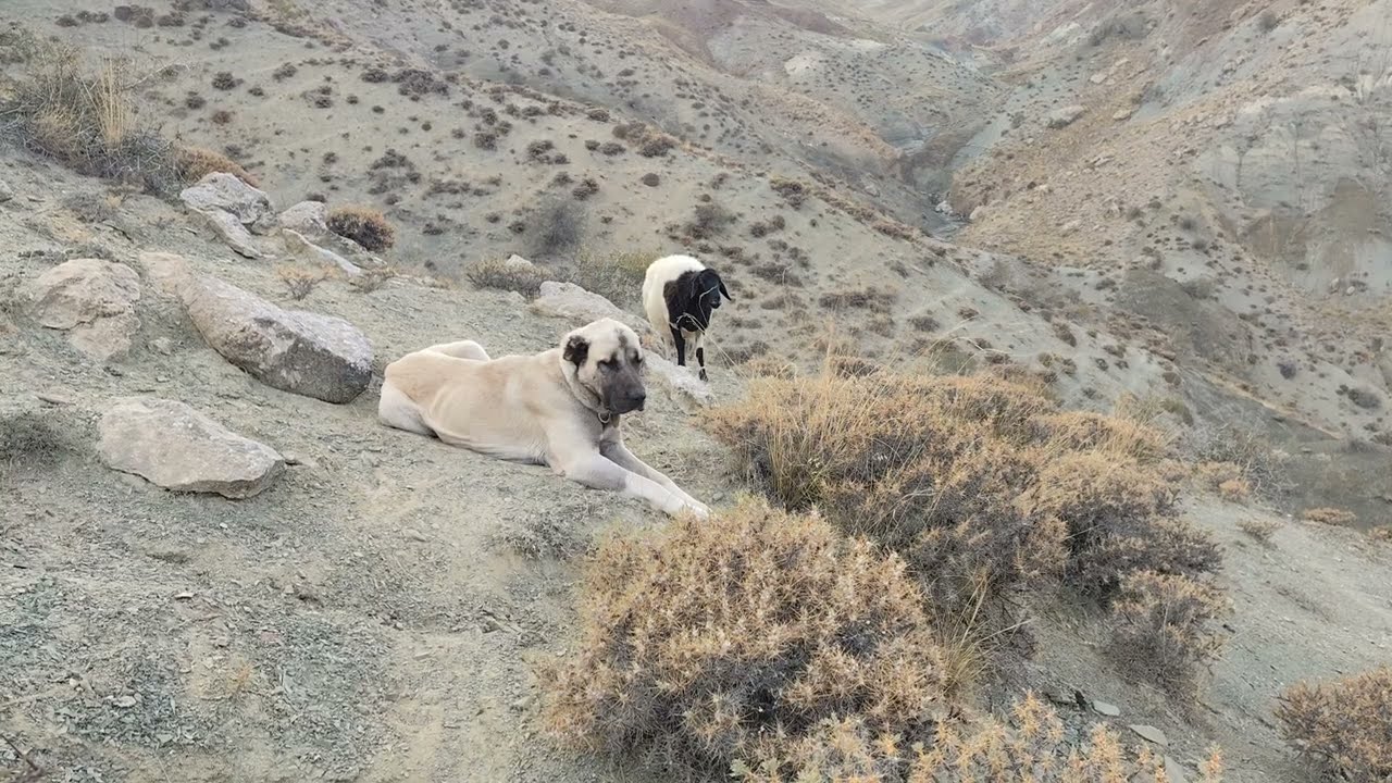 dağda kaybolan hasta koyunun başında bekleyen kangal