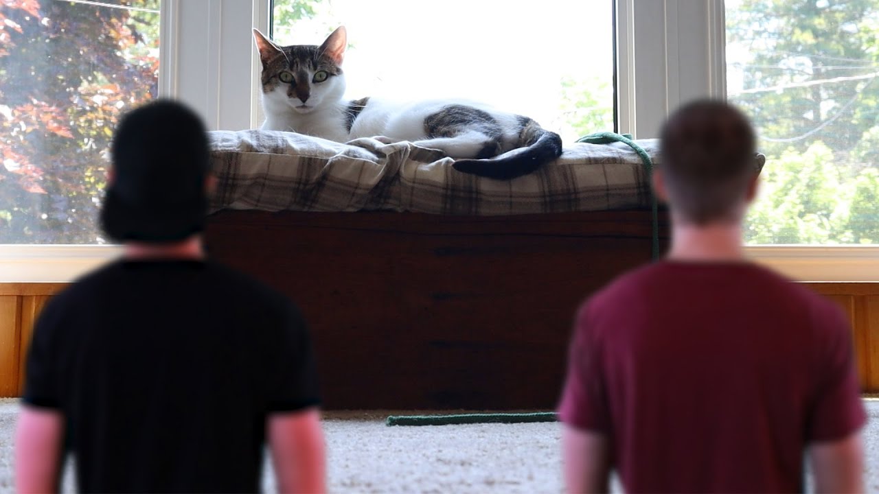 SHRINK RAY SERIES! - S1:E6 - GIANT CAT FACE OFF!