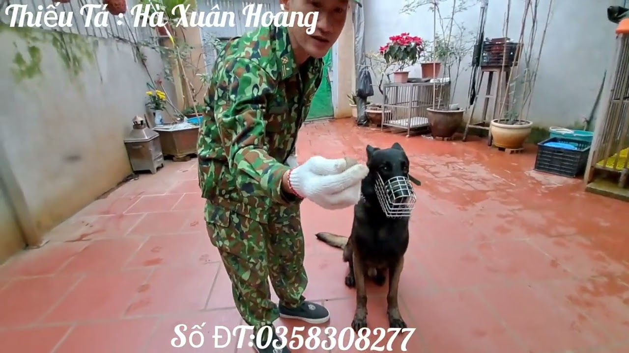 CÁCH HUẤN LUYỆN CHÓ DỮ - BUỔI 1 CÙNG CHUYÊN GIA HUẤN LUYỆN CHÓ HÀ XUÂN HOÀNG