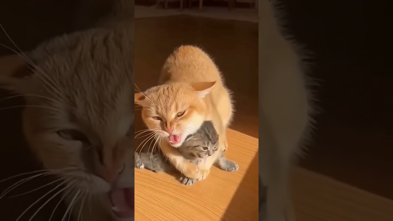 Kumpulan kucing lucu!!!!!!