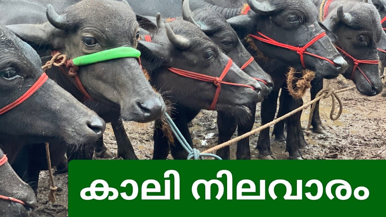 കാലികളുടെ വിലനിലവാരം