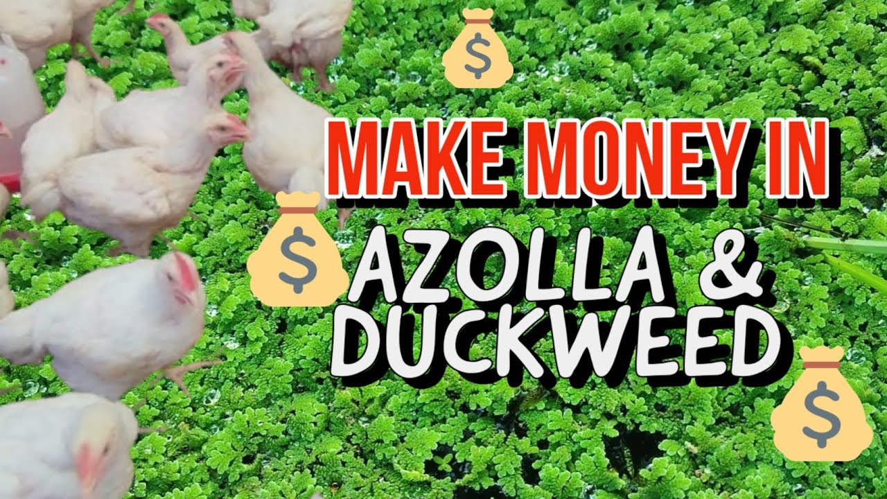 Earn more by feeding Chickens with Azolla and Duckweed | How we feed Natural Feed to Chickens🤑 #farm