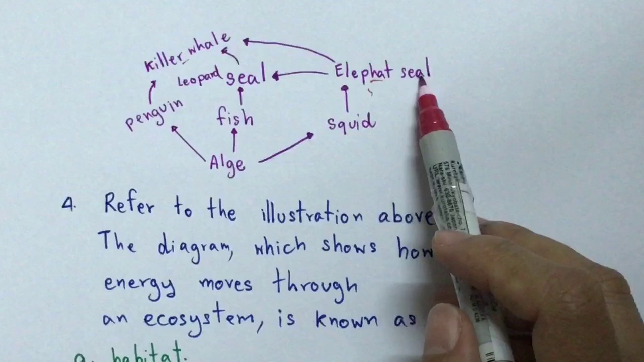 ฝึกทำข้อสอบระบบนิเวศภาษาอังกฤษ