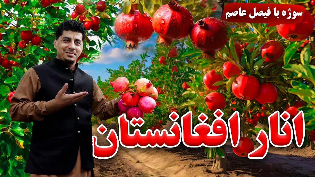 Sozha: Pomegranate of Afghanistan / سوژه: انار افغانستان