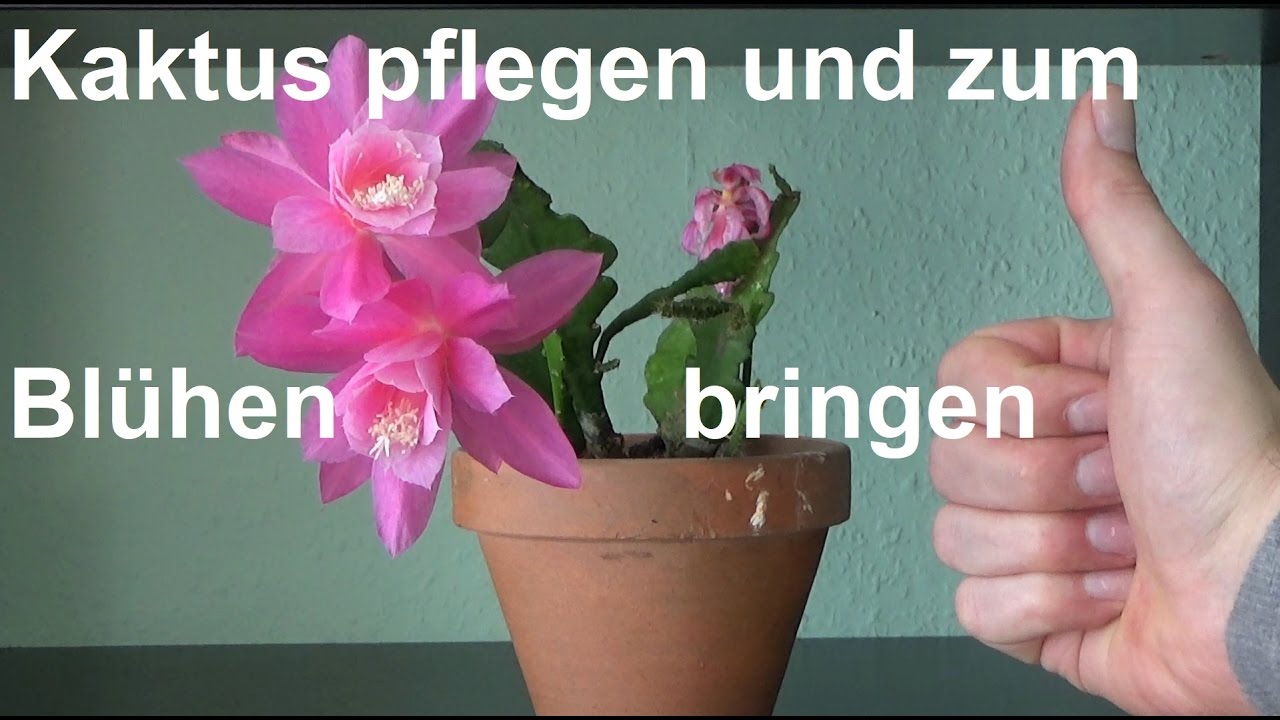 Blattkaktus Epiphyllum pflegen Kaktus zum Bl&uuml;hen bringen