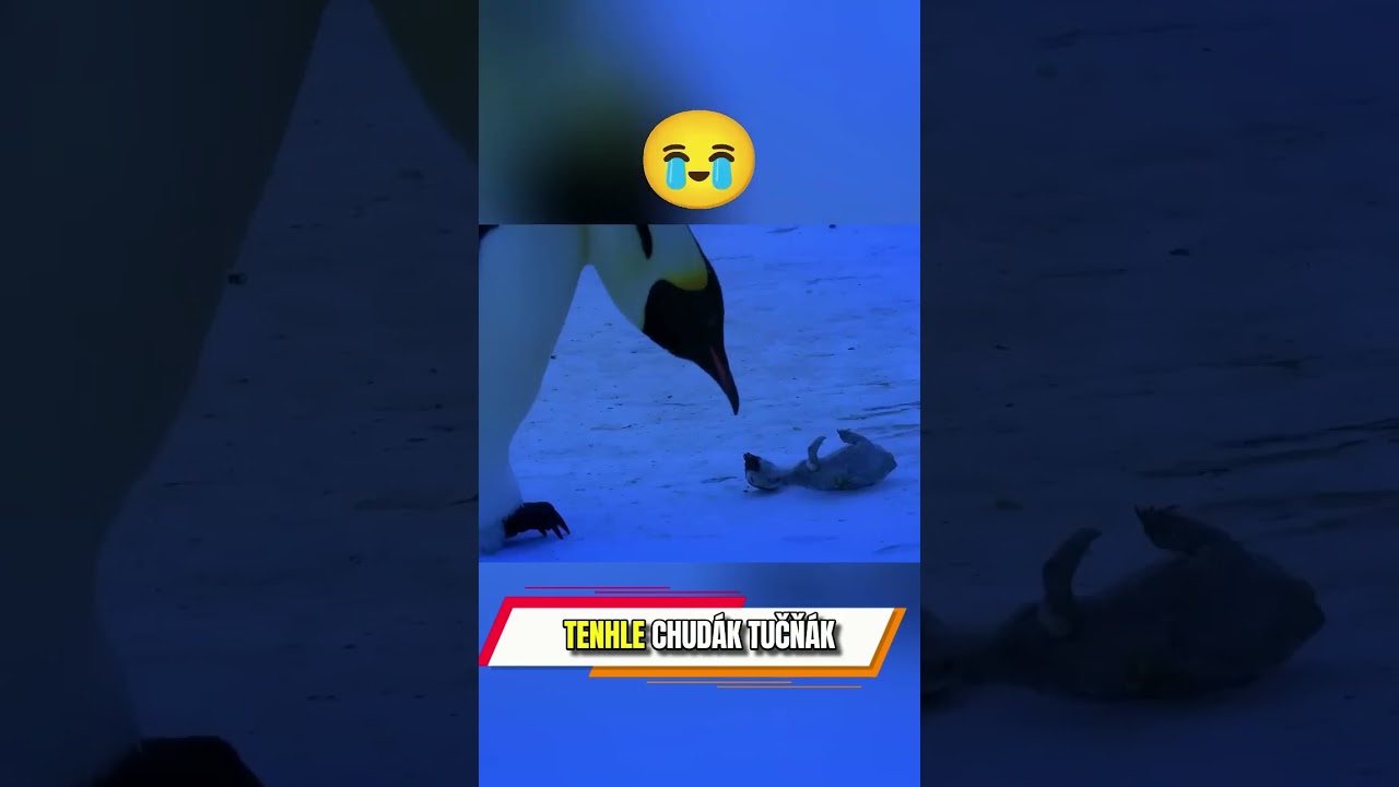 Ztracen&yacute; tučň&aacute;k nemůže naj&iacute;t cestu domů! 🐧💔