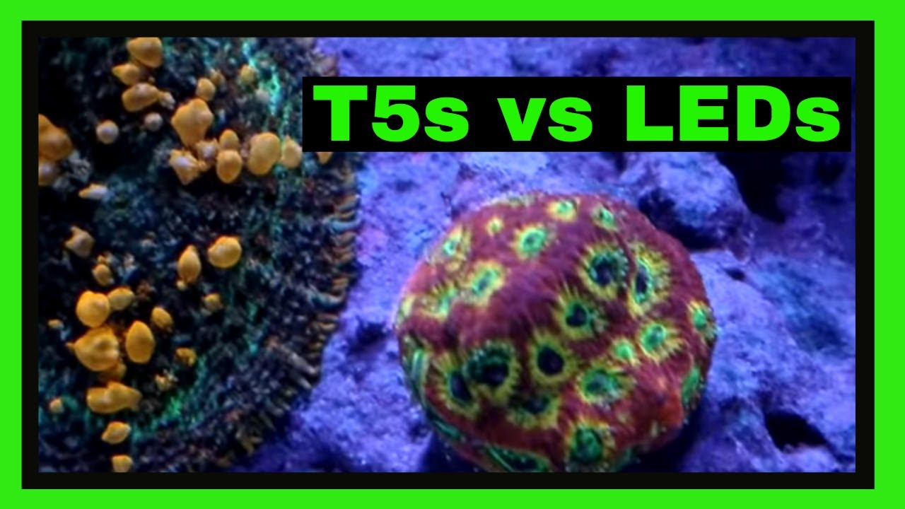 T5 vs LED Aquarium Lighting - Going From T5s To LEDs - My Thoughts