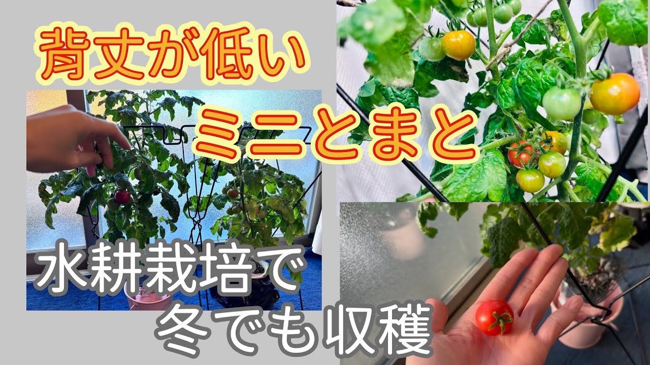 【矮性ミニトマトレジナ】冬は窓辺で収穫✨水耕栽培ミニトマトを秋から育てたよ🧚‍♀️