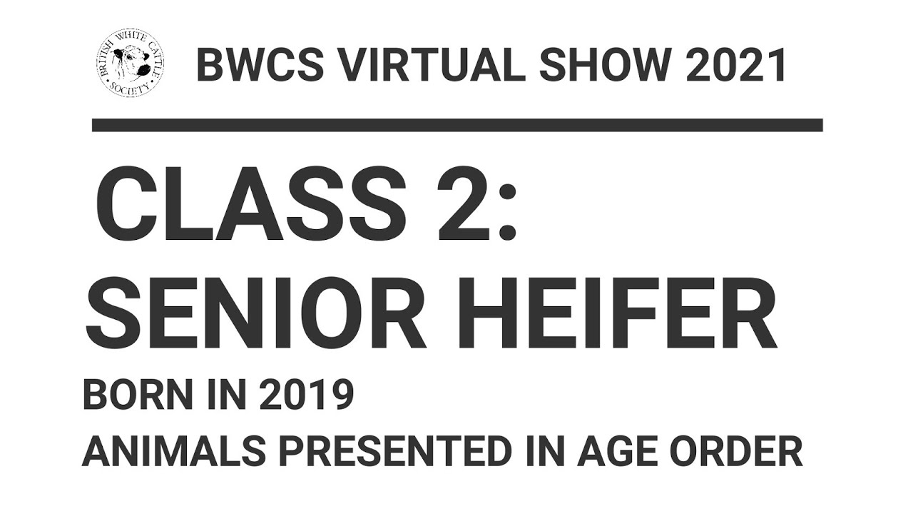 BWCS VIRTUAL SHOW 2021 | CLASS 2 SENIOR HEIFER | COWSHEDTV