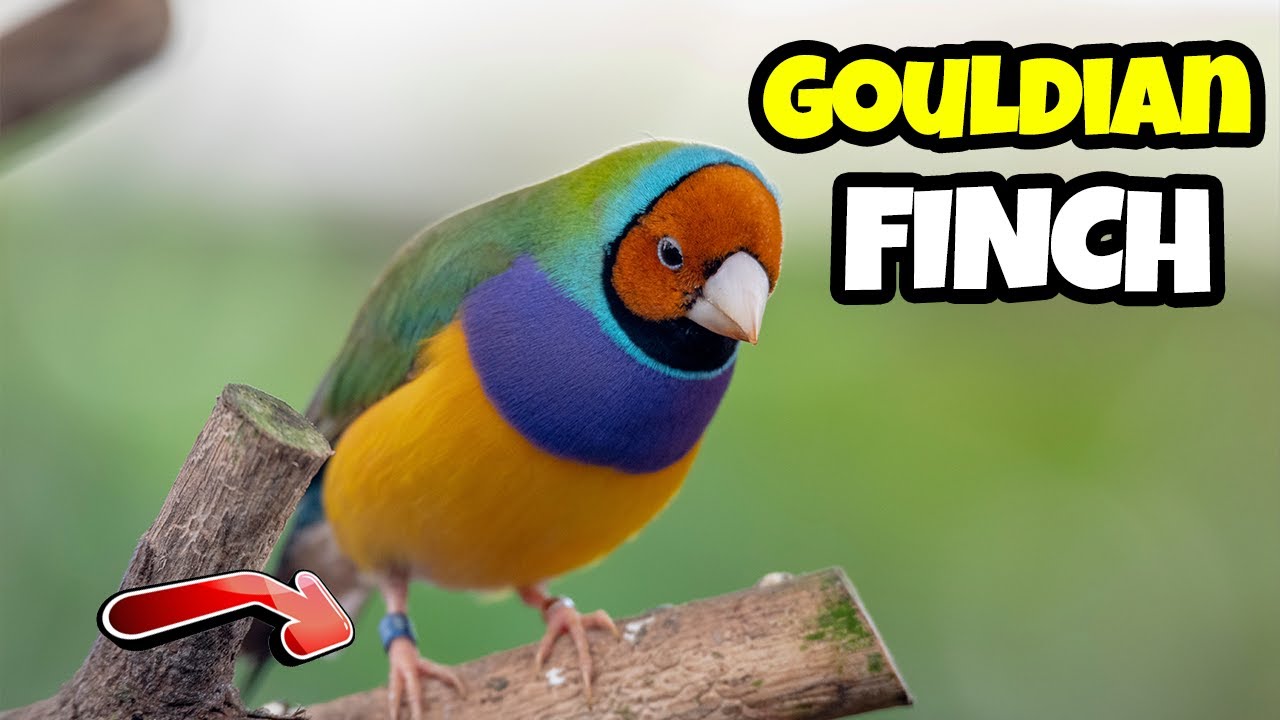 TOP Interesting Facts About The Gouldian Finch 🦜 Buying Cost, Diet, Care Sheet Guide for Beginners