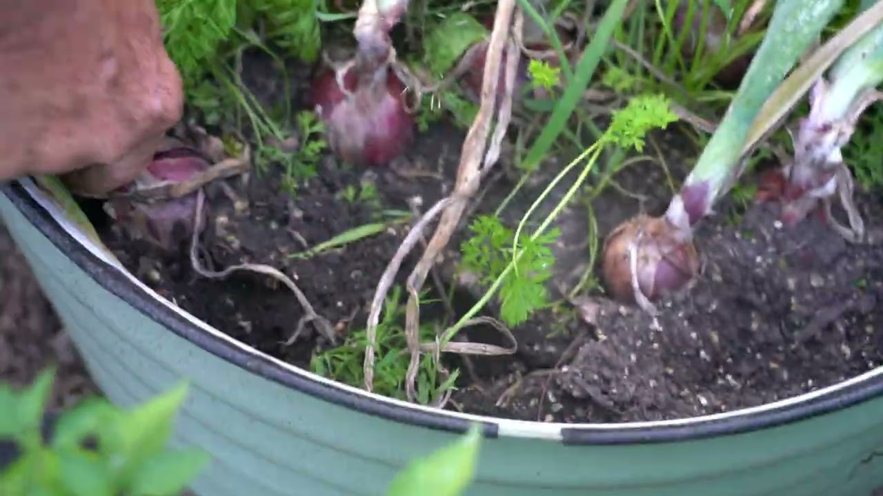 What is Double Cropping? - Onions and Carrots Results