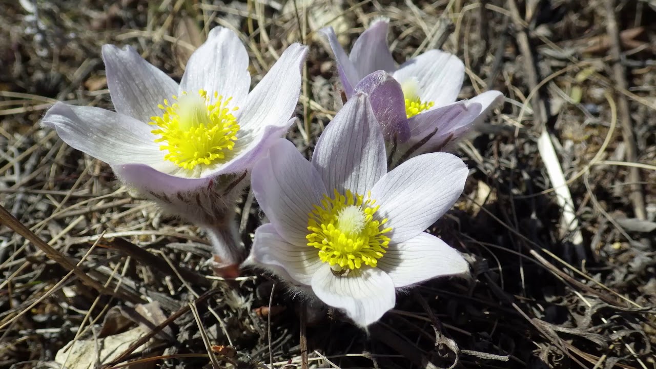 Living Prairie Museum Tall Grass Talks: Prairie Crocus