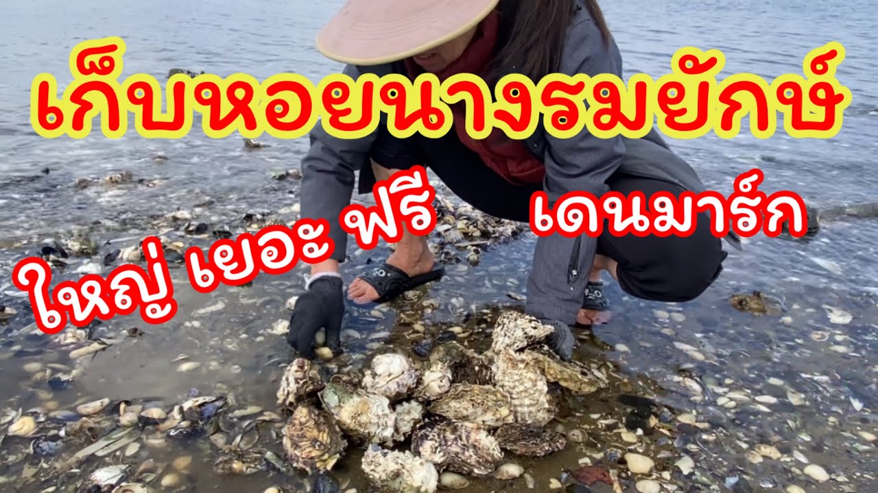 เก็บหอยนางรมยักษ์ในเดนมาร์ก เยอะเต็มหาด จนขนกลับไม่หมด