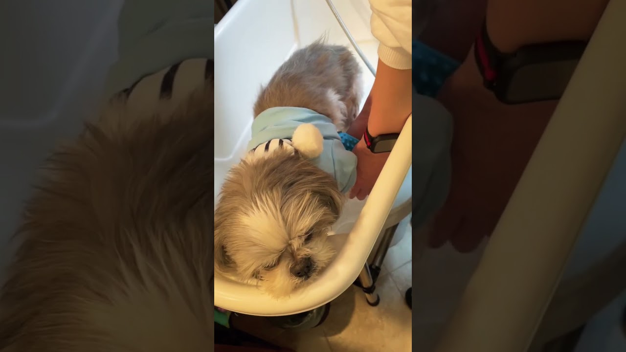 Washing feet after walk 산책 후 발 닦기 필수! #adoptdontshop #cuteshihtzu #ilovemydog #washing #afterwalk