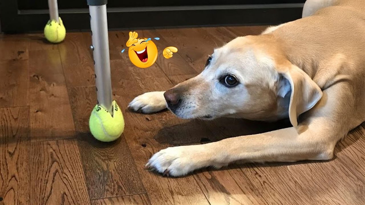I Can&rsquo;t Believe These Dogs Are Still This Funny 😂 Best Funny Dog Videos of 2026 🐶