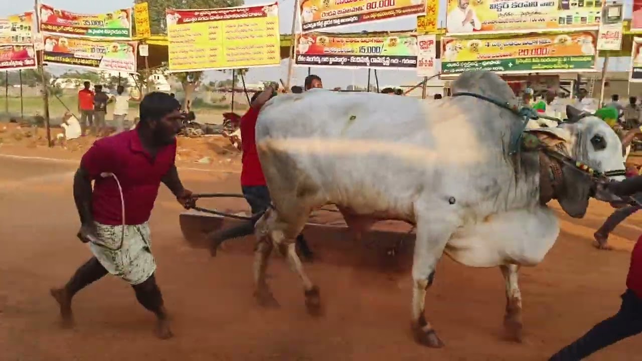 VGR BULLS గురజాల గ్రామంలో 4 పళ్ళ విభాగంలో మొదటి పందెంగా 7 బహుమతి సాధించినవి