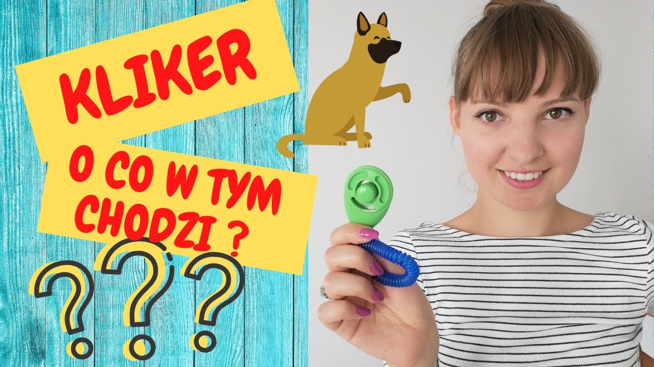 Dlaczego warto i jak używać KLIKERA? 🐾 Co to kliker? Szkolenie klikerowe