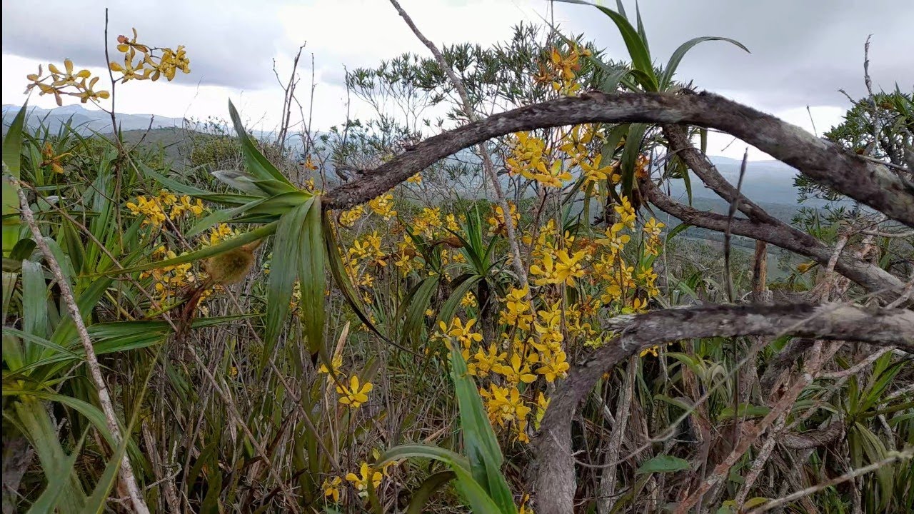 🟢UM ORQUÍDARIO A CÉU ABERTO EM UM MORRO! #orquídea #hábitat #natureza #flor#cyrtopodium