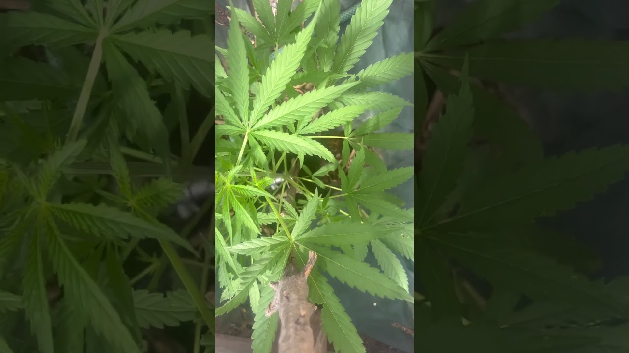 #GWIS #18 - OG Kush autoflower of @zamnesia_com #ogkush #shorts #cannabisdaily