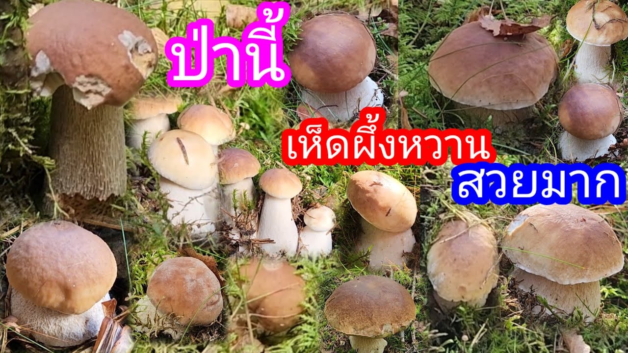 เก็บเห็ดป่านี้ไม่มีผิดหวังป่าต่างเมือง