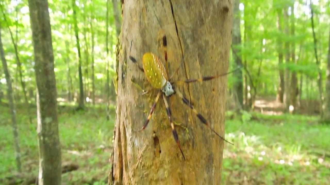 Golden Silk Orbweaver