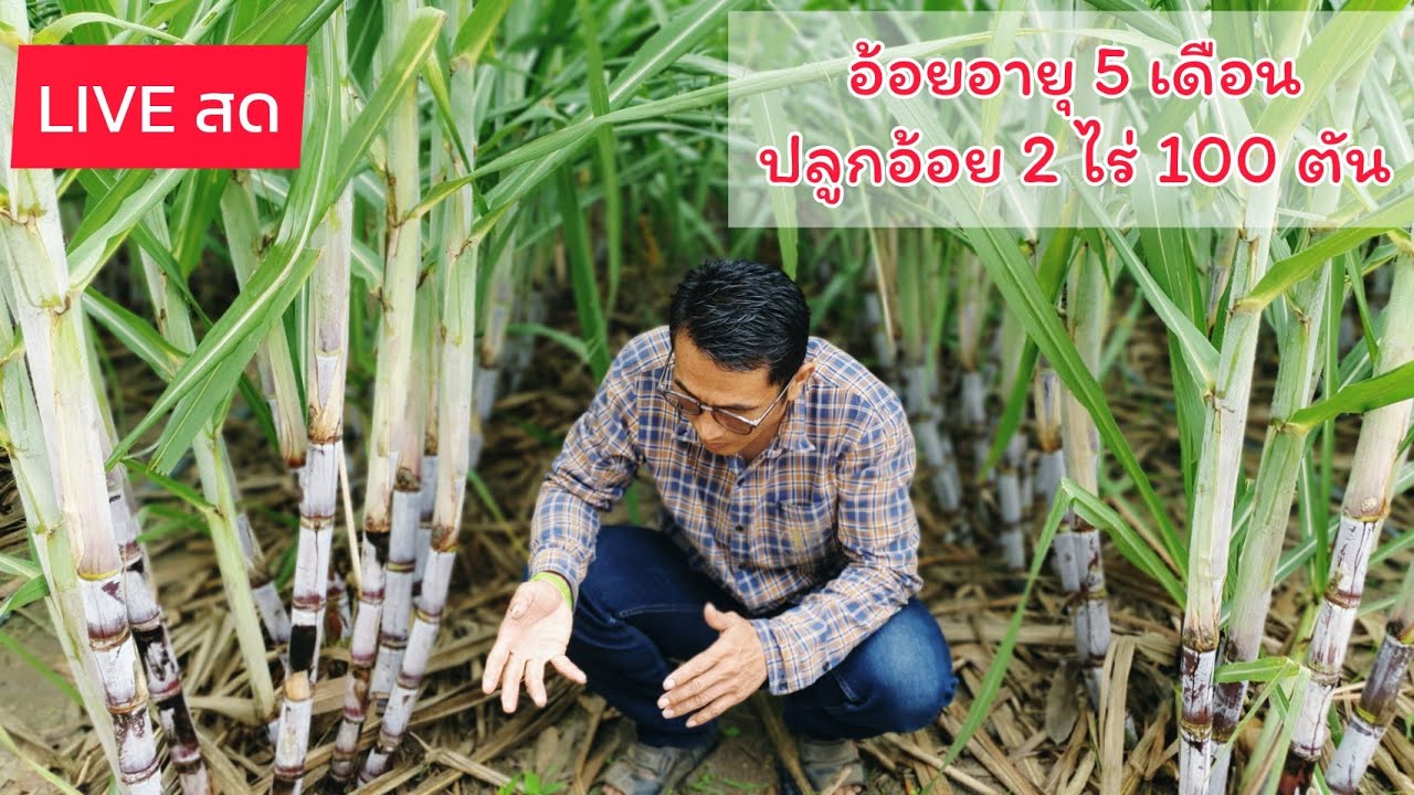🔴LIVEสด! ได้เวลาดูผลผลิตอ้อย 5เดือน ผู้จัดการมัน