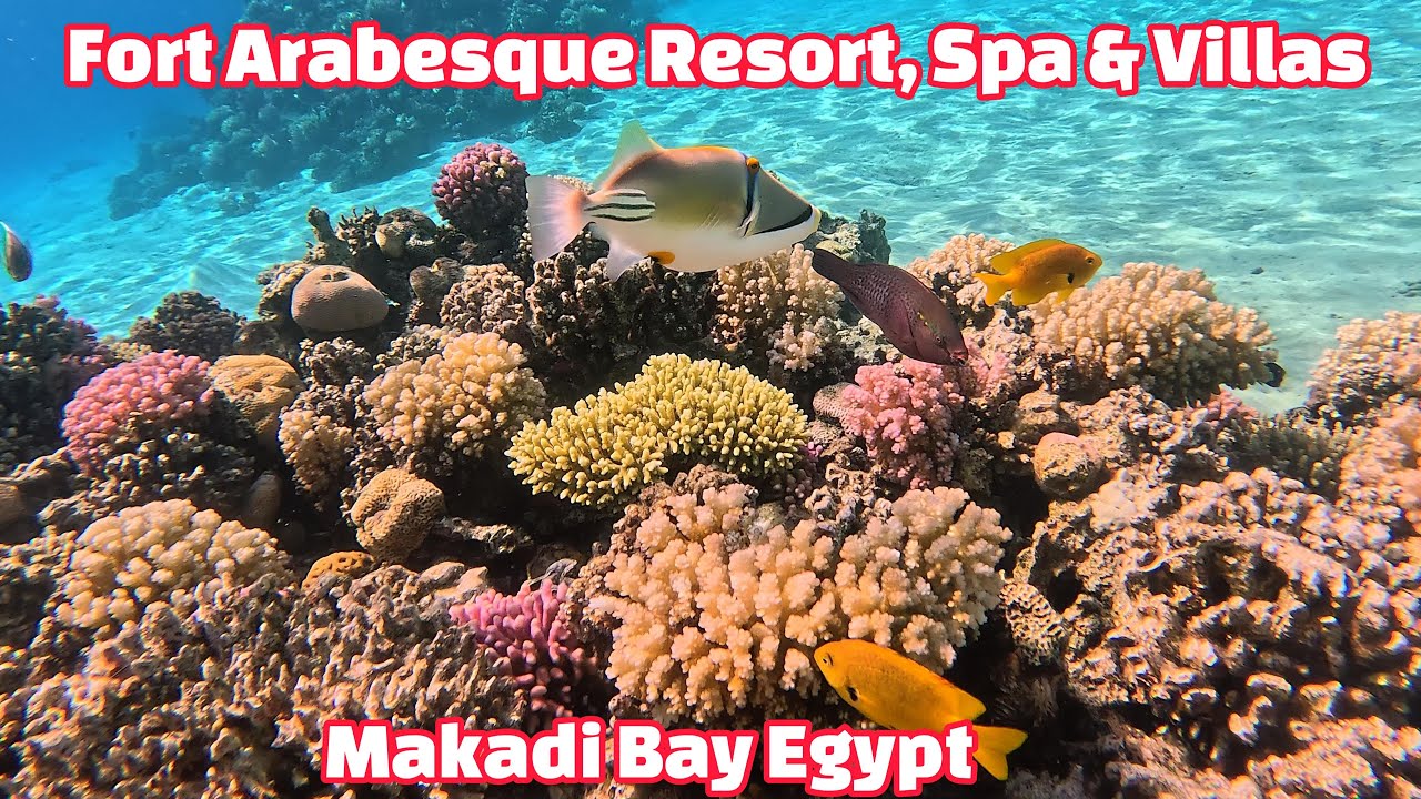Fort Arabesque Resort Spa & Villas  #hurghada  #egipt #4k  #snorkeling