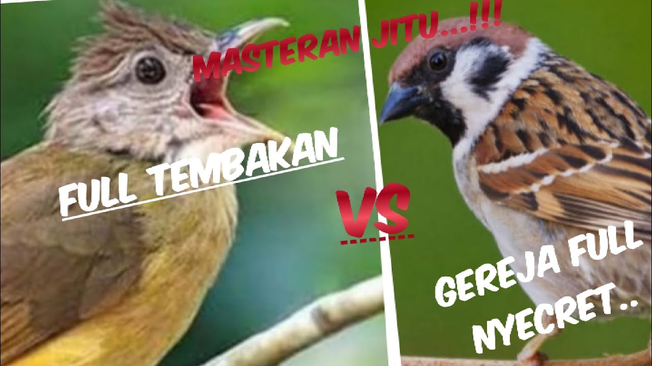Masteran jitu gereja tarung dan kapas tembak dan cucak jenggot