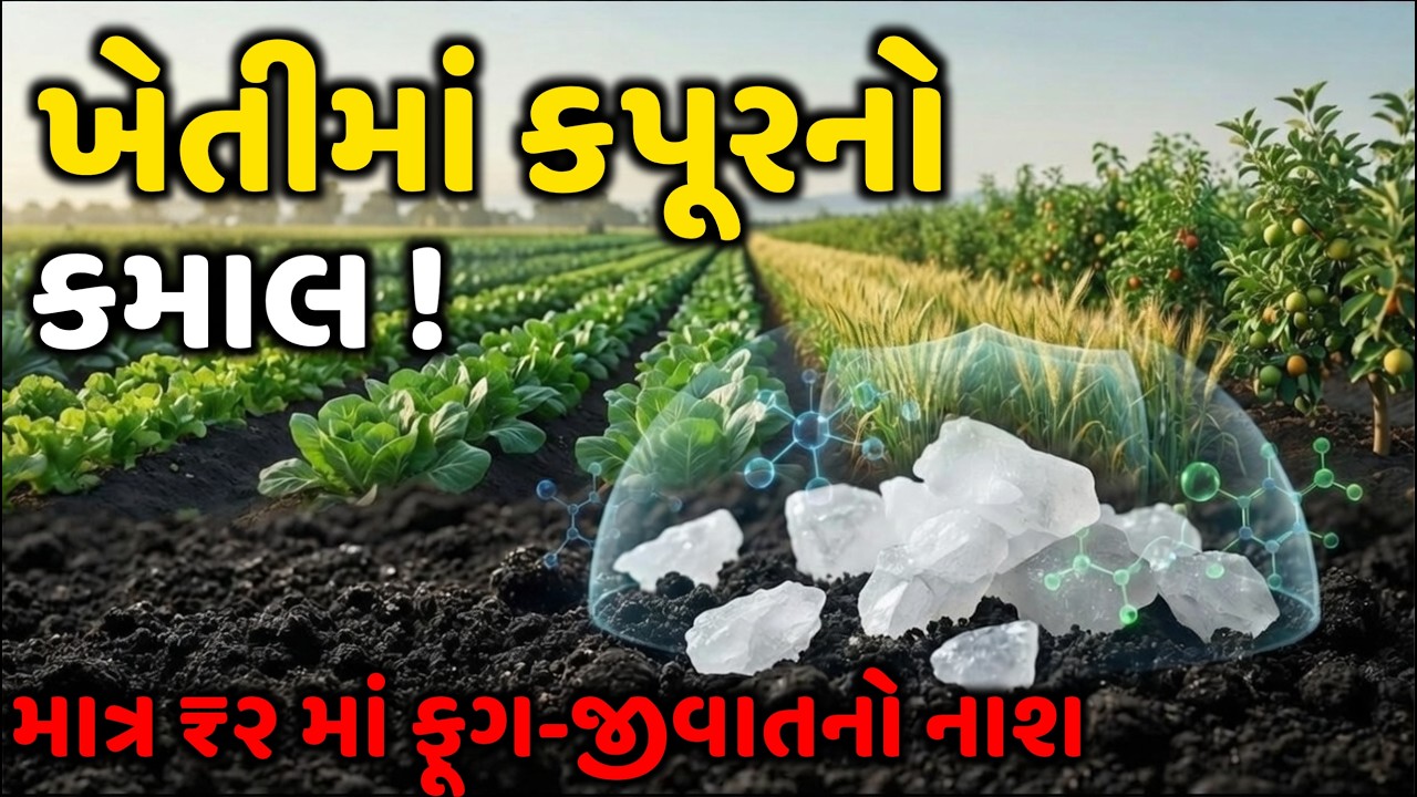 કપૂરથી જીવાત, ઇયળ અને ફૂગનો નાશ | સસ્તું અને શક્તિશાળી જૈવિક ઉપાય