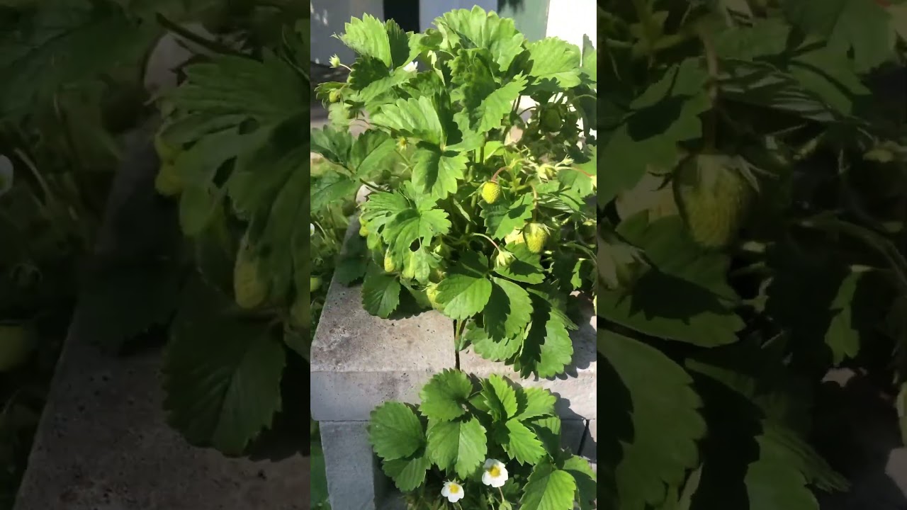 Tour  &agrave; fraisiers